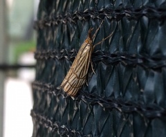 Chrysocramboides craterella