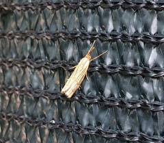 Chrysocramboides craterella