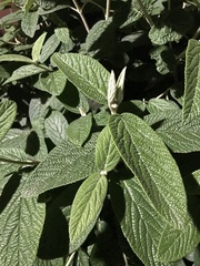 Viburnum rhytidophyllum