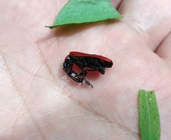 Pyrochroa coccinea