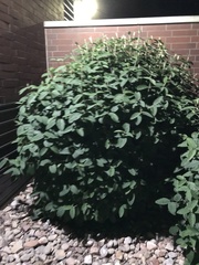 Viburnum rhytidophyllum