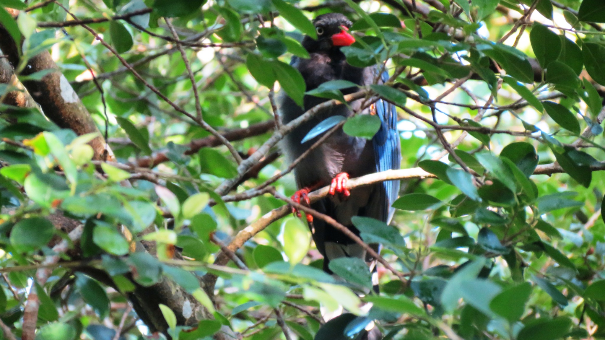 Taiwan Blue Magpie