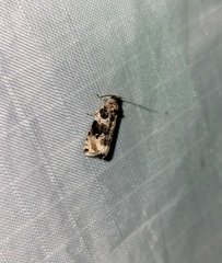 Olethreutes appendiceum