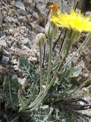 Crepis albida
