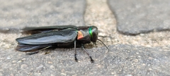 Belionota prasina
