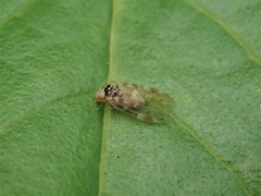 Amphipsocus japonicus