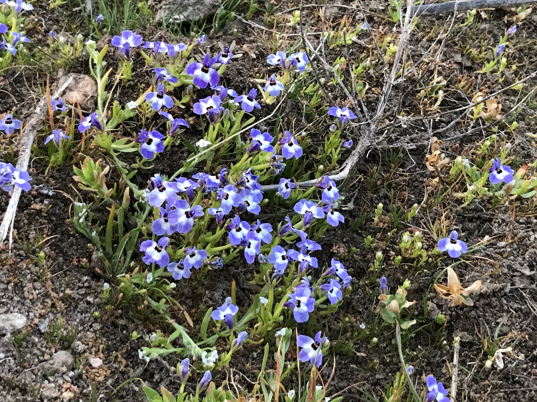 Downingia concolor var. brevior
