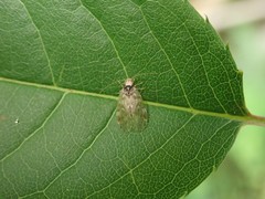 Amphipsocus japonicus