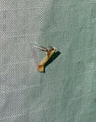 Caloptilia superbifrontella