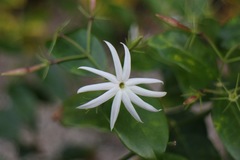 Jasminum laurifolium