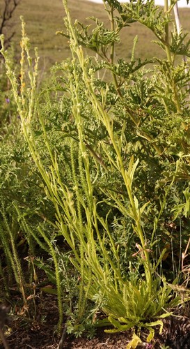 Manulea crassifolia · iNaturalist Mexico