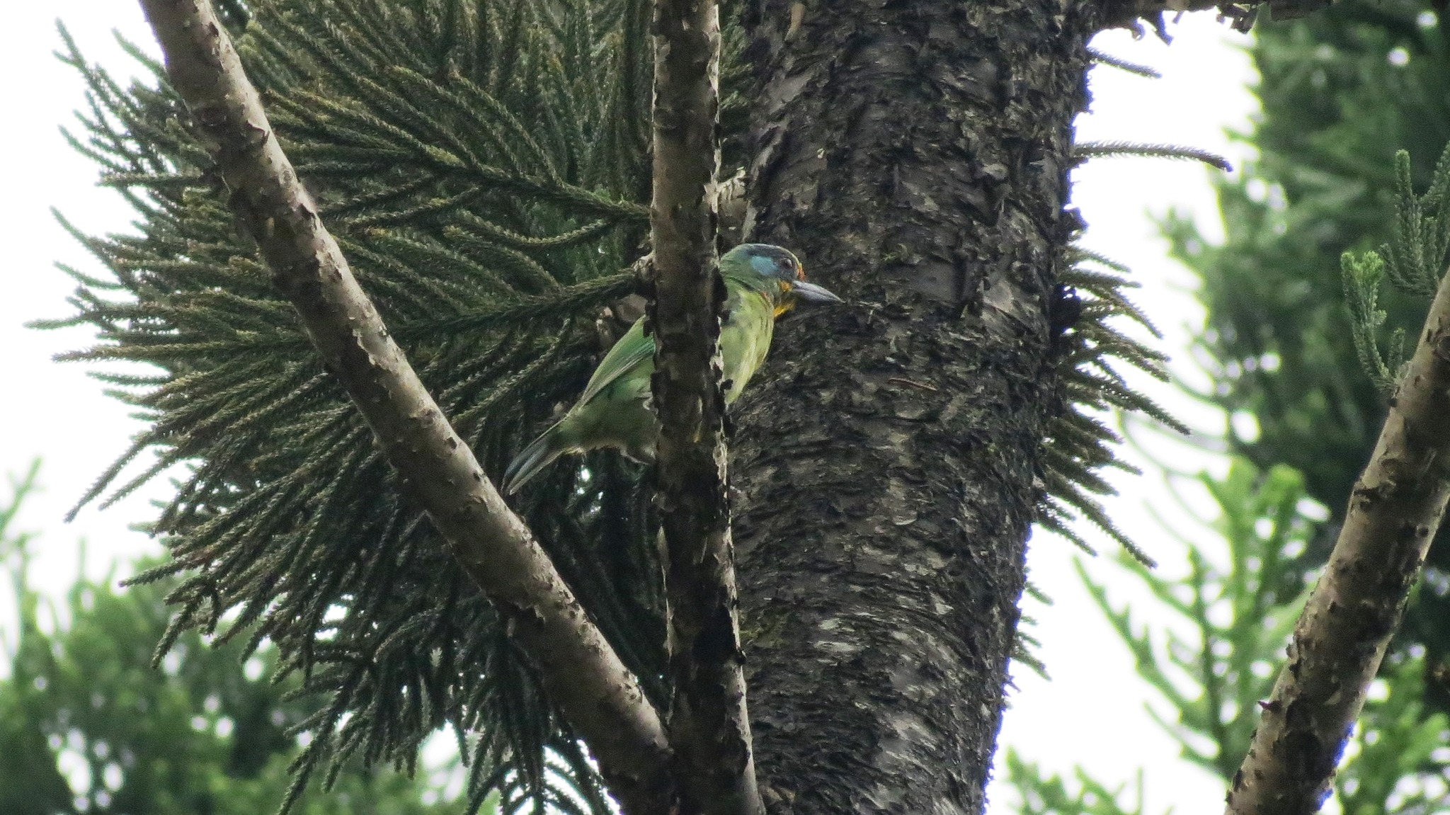 Taiwan Barbet