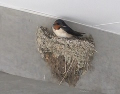 Hirundo rustica