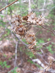 Vernonia diversifolia