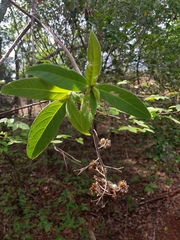 Image of Vernonia diversifolia