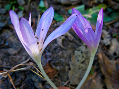 Colchicum autumnale