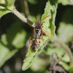 Nomada goodeniana