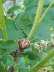 Cecidophyopsis ribis