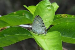 Hypolycaena phorbas