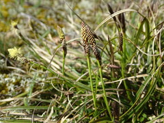 Carex ericetorum