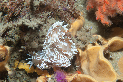 Antiopella capensis