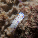 Cape Dorid - Photo (c) Bernard Picton, some rights reserved (CC BY), uploaded by Bernard Picton