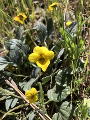 Viola purpurea quercetorum