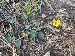 Viola purpurea quercetorum