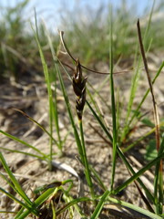 Carex colchica