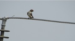Petrochelidon fluvicola