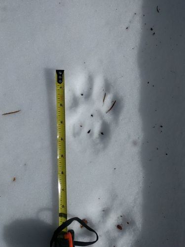 iNaturalist observation photo of Mountain Lion
