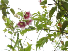 Oxystelma esculentum