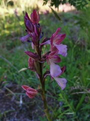 Anacamptis papilionacea papilionacea