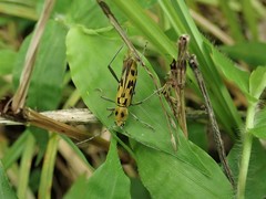 Demonax notabilis