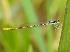 Agriocnemis keralensis