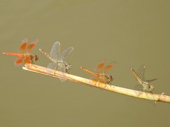 Brachythemis contaminata