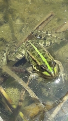 Pelophylax ridibundus