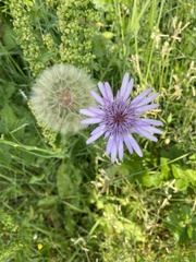 Tragopogon eriospermus