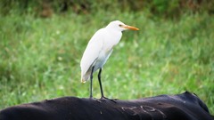 Bubulcus ibis