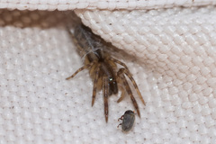 Segestria senoculata