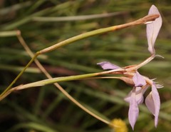 Moraea elliotii