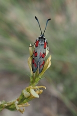 Zygaena rhadamanthus