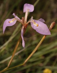 Moraea elliotii