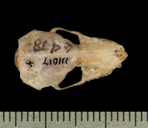 Pocketed Free-tailed Bat