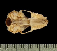 Pocketed Free-Tailed Bat photo 5