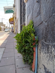 Ficus