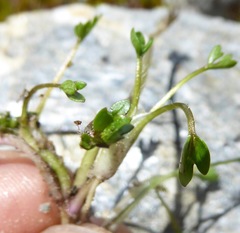 Ranunculus cheesemanii