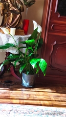 Spathiphyllum wallisii