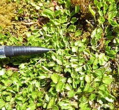 Ranunculus cheesemanii