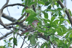 Piranga roseogularis